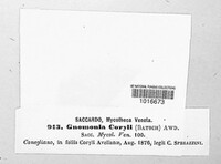 Mamianiella coryli image